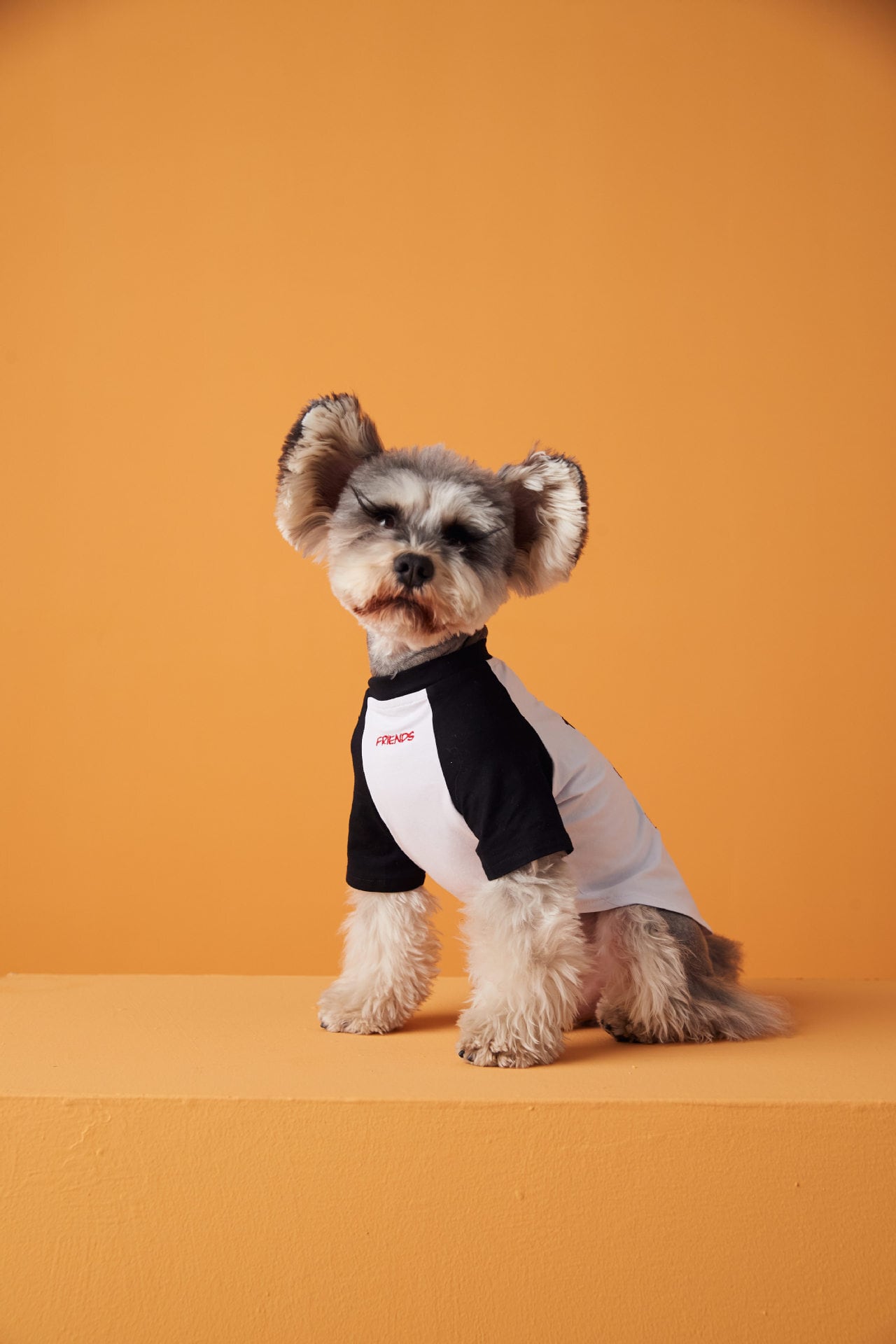 ☆わんちゃん刺繍Tシャツ☆